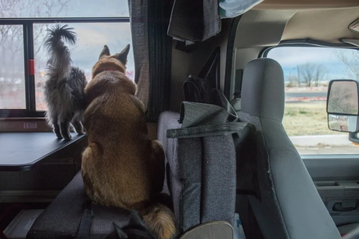 cat and dog inside rv